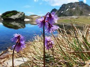 Splendide fioriture per i Laghi di Ponteranica-28giu24